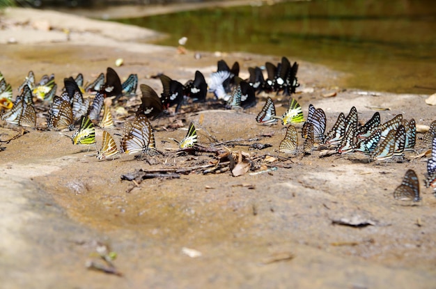 Photo view of birds in the water