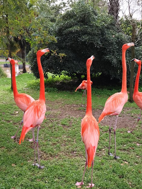 Photo view of birds in water