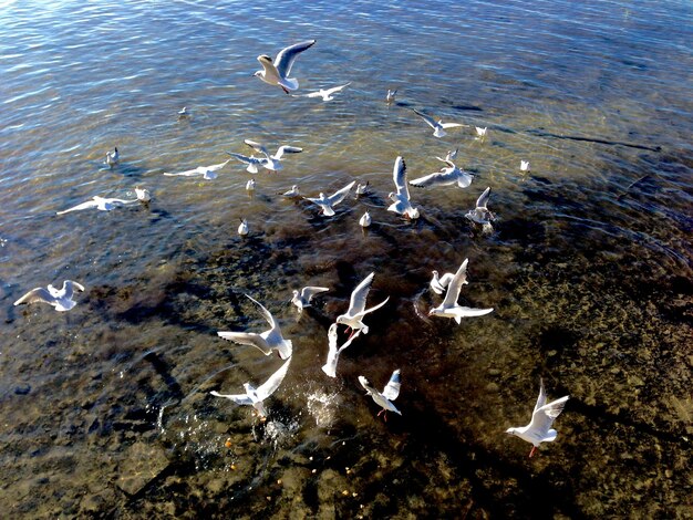 Photo view of birds in water