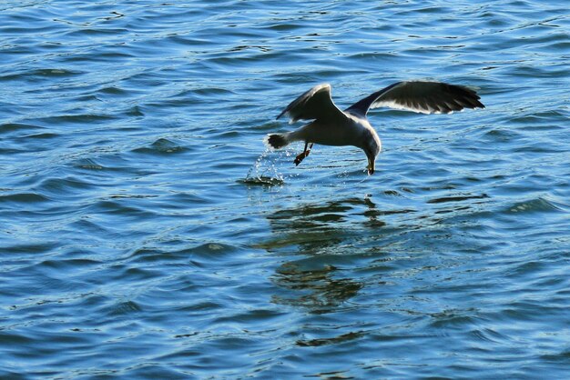 View of birds in water