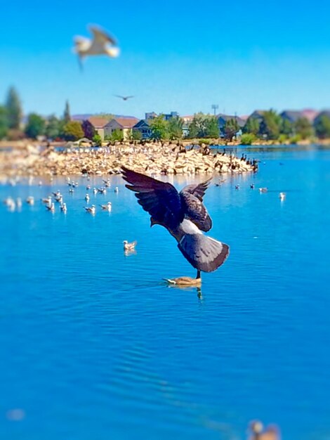 View of birds in water