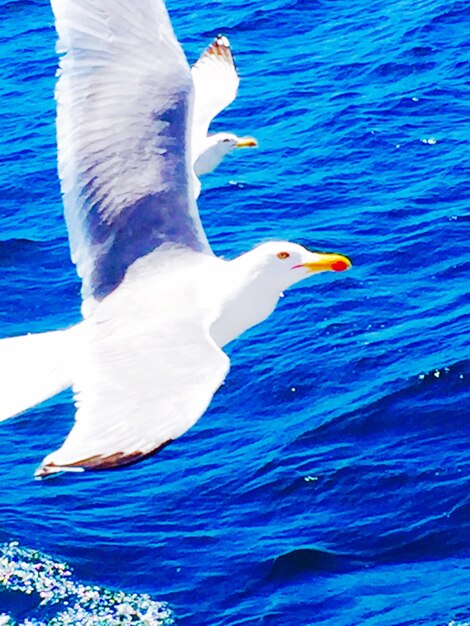 View of birds in water