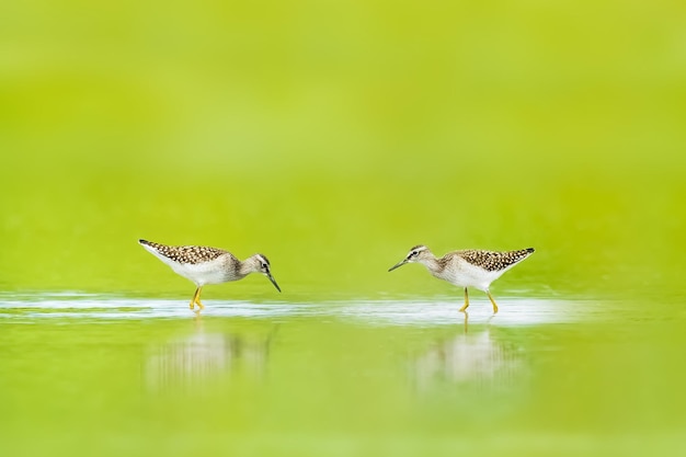 Photo view of birds in water