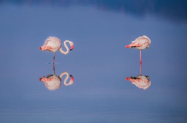 Photo view of birds in water