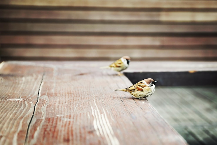 Photo 鳥の景色