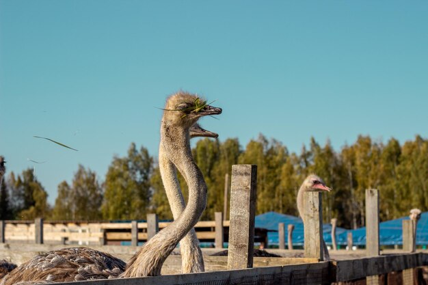 View of birds