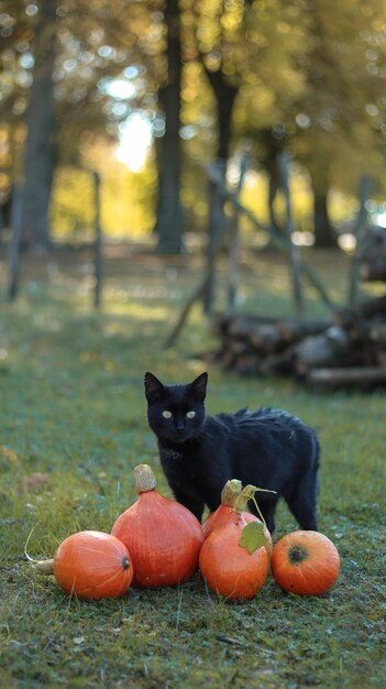 Photo view of a black cat on land