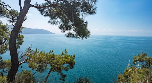 View of the Black Sea and pine trees on a sunny summer day Turkey