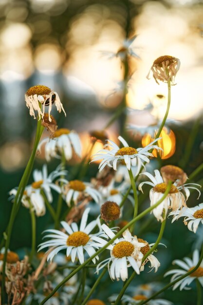 アスターの花と白紫色の花びらが咲き、蒸気と黄色の中心が咲き、春の終わりに明るい晴れた明るい日に素晴らしい緑の野原が咲く長い一般的なデイジーの花の眺め