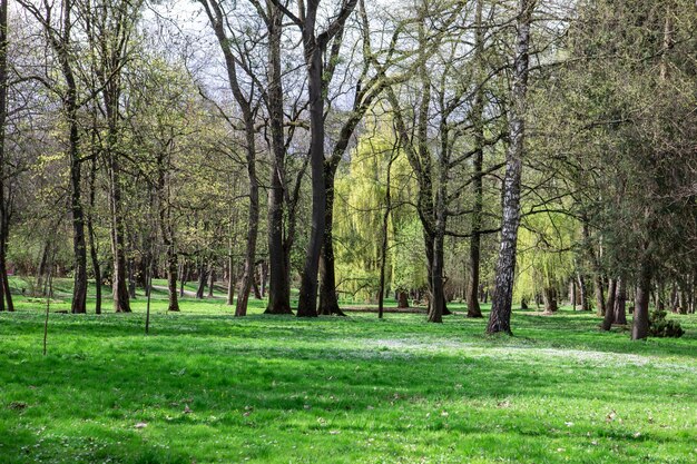 View of blooming city public park copy space