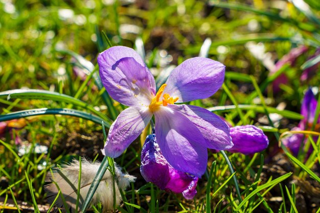 Photo view of blooming crocuses in a clearing in the morning light closeup of beautiful blooming crocuses in spring