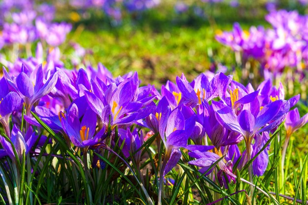 Photo view of blooming crocuses in a clearing in the morning light closeup of beautiful blooming crocuses in spring