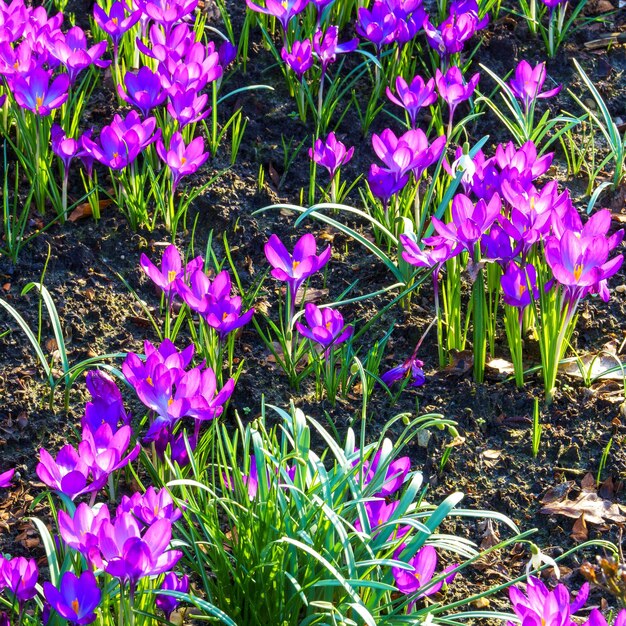 Photo view of blooming crocuses in a clearing in the morning light closeup of beautiful blooming crocuses