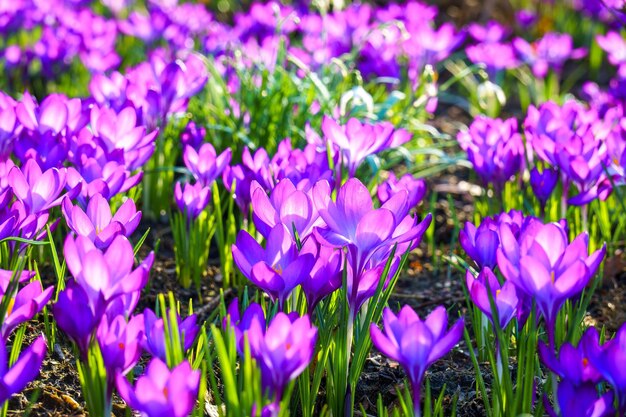 Photo view of blooming crocuses in a clearing in the morning light closeup of beautiful blooming crocuses