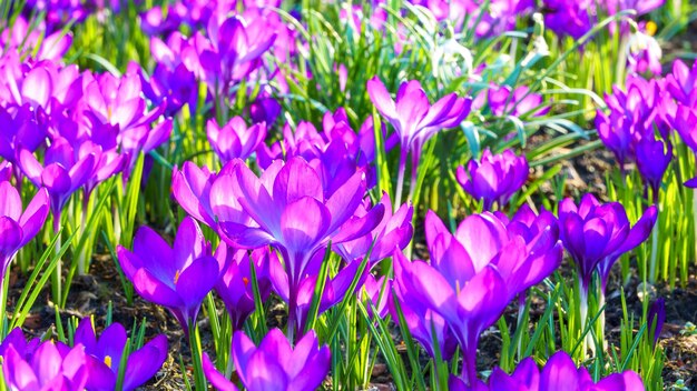 View of blooming crocuses in a clearing in the morning light Closeup of beautiful blooming crocuses