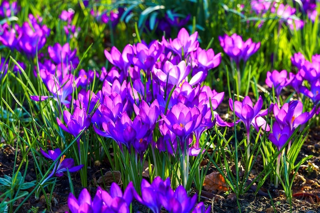 View of blooming crocuses in a clearing in the morning light Closeup of beautiful blooming crocuses