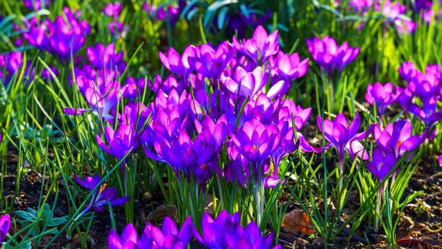 View of blooming crocuses in a clearing in the morning light Closeup of beautiful blooming crocuses