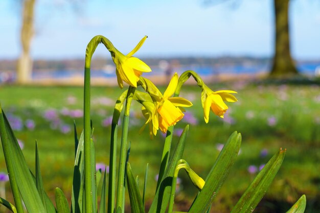 Photo view of blooming daffodils in a clearing in the morning light closeup of beautiful blooming daffodils in spring