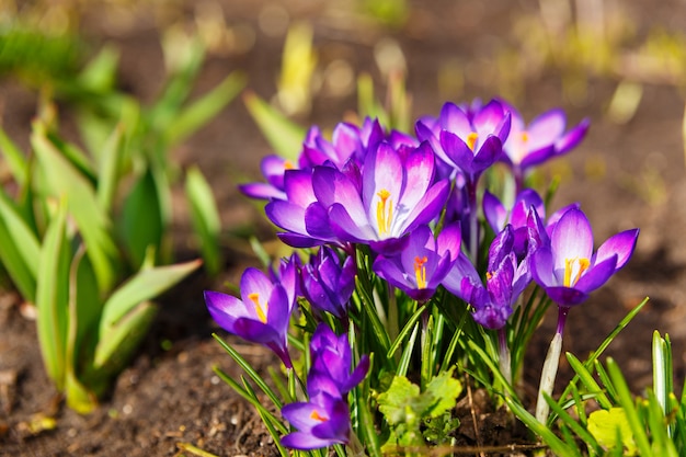 Photo view of blooming first spring flowers crocus