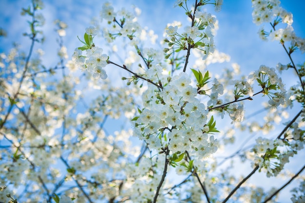 View on blossoming branch of sherrytree