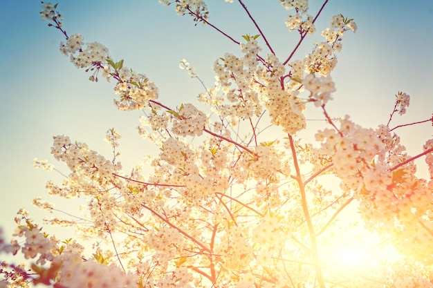 태양과 꽃이 만발한 벚꽃 나무에 보기.