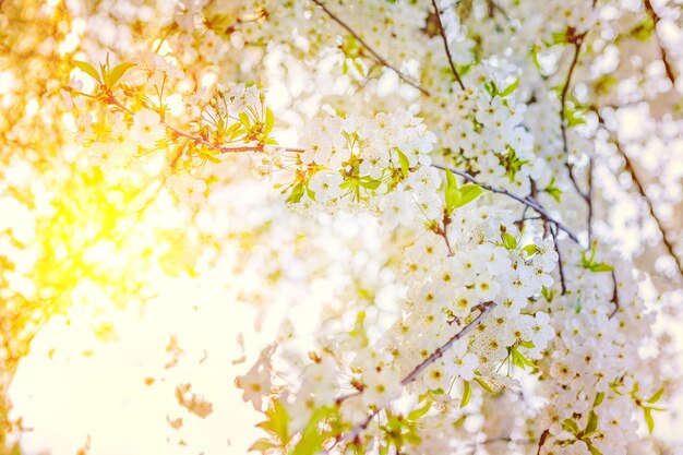 View on blossoming cherry tree with sunrise instagram stile