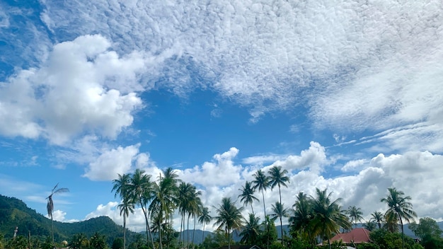 View of blue clouds and white clouds with beautiful coconut trees