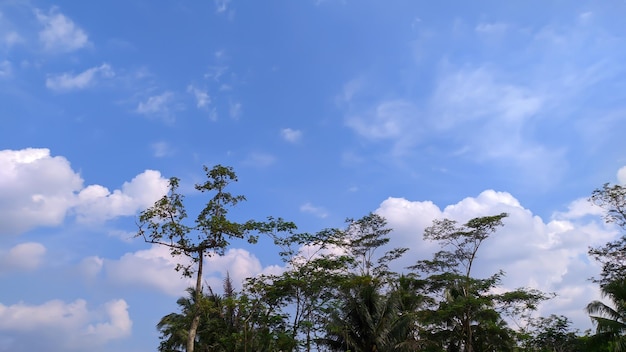 the view of the blue sky with trees around