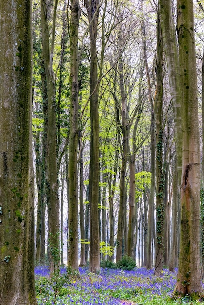 Vista delle bluebells che emergono a wepham wood