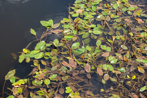 View on the bog in the swamp, flora in swamp