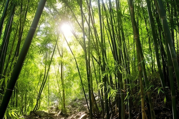 日光の下で植物の緑の竹の熱帯林の眺め中国の東洋の竹林