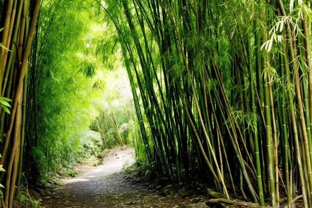 View of botanical green bamboo tropical forest in daylight Oriental bamboo grove in china japanese