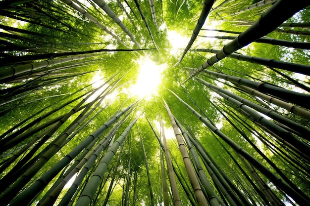 Вид на ботанический зеленый бамбуковый тропический лес при дневном свете Восточная бамбуковая роща в Китае, японский