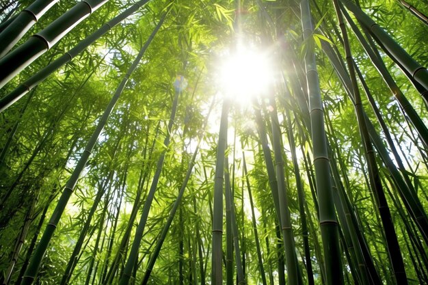 日光の下で植物の緑の竹の熱帯林の眺め中国の東洋の竹林