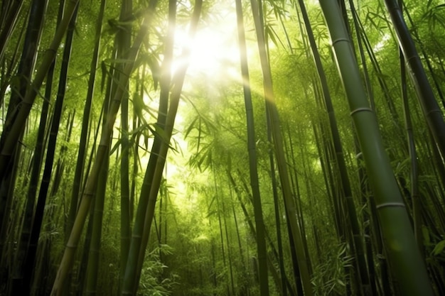 日光の下で植物の緑の竹の熱帯林の眺め中国の東洋の竹林