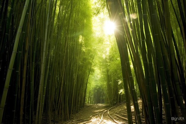 日光の下で植物の緑の竹の熱帯林の眺め中国の東洋の竹林