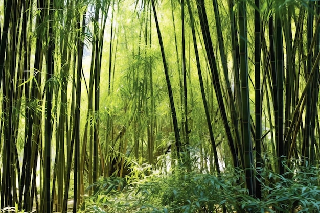 日光の下で植物の緑の竹の熱帯林の眺め中国の東洋の竹林