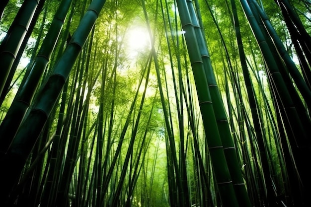 View of botanical green bamboo tropical forest in daylight Oriental bamboo grove in china japanese