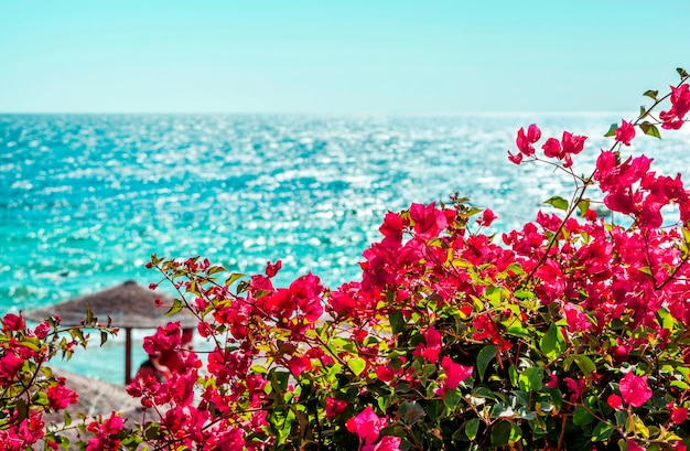 Photo view of bougainvillea flowers and blue sea