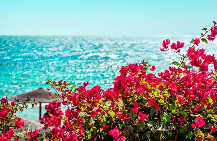 view of bougainvillea flowers and blue sea