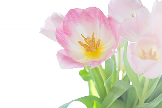 View of a bouquet of tulips on a white background.