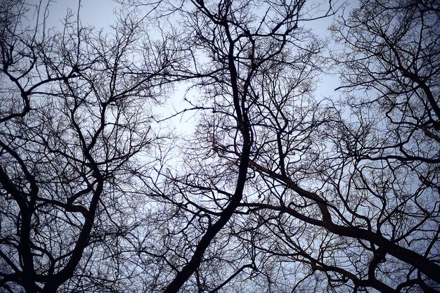 view of branches without leaves background, abstract, stress sadness