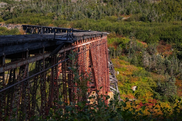 Photo view of bridge in forest