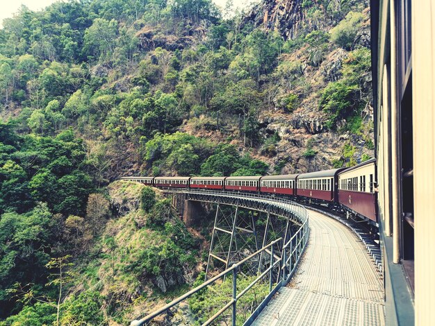 Photo view of bridge in forest