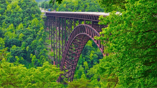 Photo view of bridge in forest