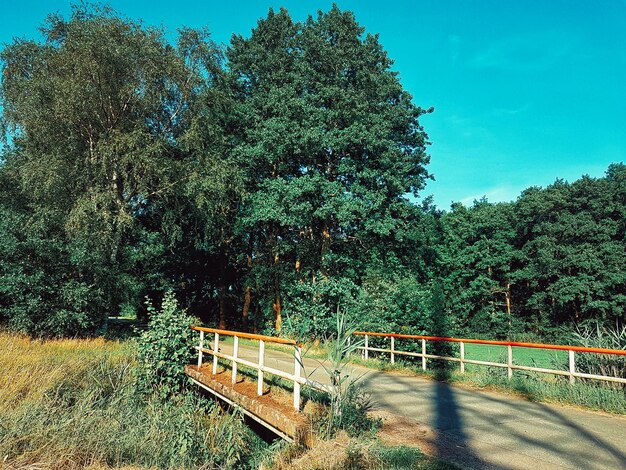 View of bridge in forest