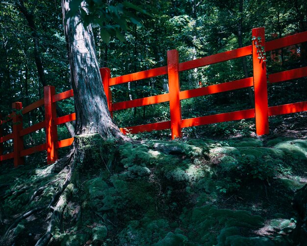 View of bridge in forest