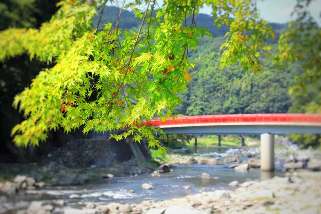 View of bridge over trees