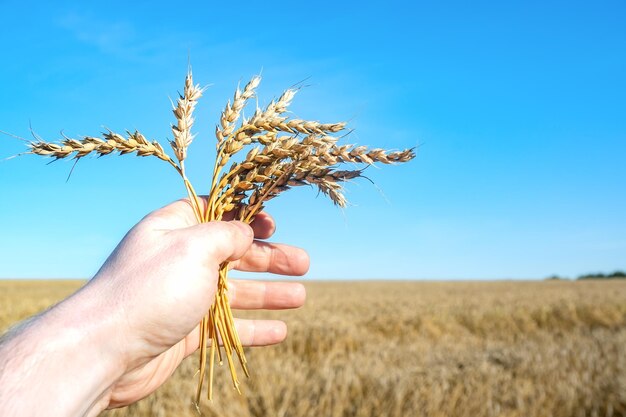 A view of a bunch of ripe dry ripened several ears of wheat in a persons hand against the background of an autumn harvest of grain crops and a blue clear sky