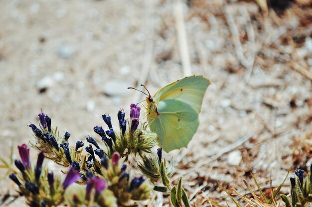 Foto veduta di una farfalla che impollina un fiore